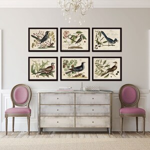 Vintage Bird and Botanical Print Set No.6, Giclee, Home Decor, Wall Art ...