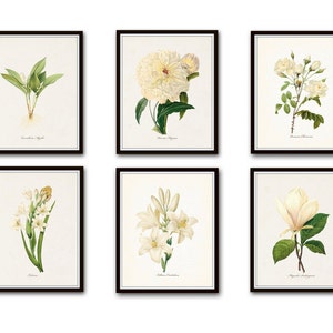 White Botanical Print Set No. 4, Botanical Print, Giclee, Art Print, Botanical Prints, Vintage Botanical, White Flower Prints, Rose, Peony Bild 1