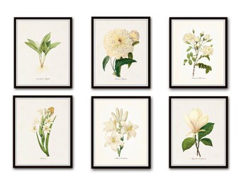 White Botanical Print Set No. 4, Botanical Print, Giclee, Art Print, Botanical Prints, Vintage Botanical, White Flower Prints, Rose, Peony