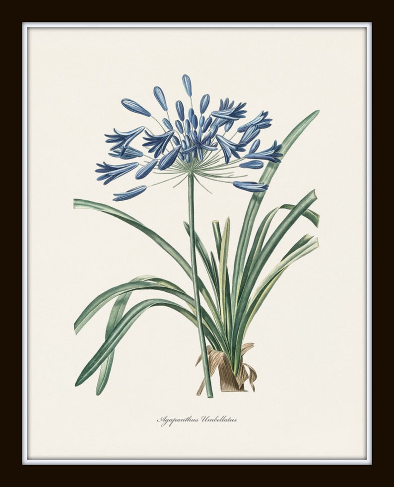 Blue Botanical Print Set No. 27, Redoute Botanical Prints, Blue Flower Prints, Wall Decor, Botanical Print Set image 6
