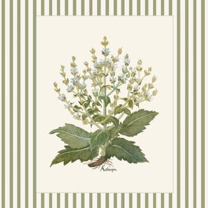 Op de afbeelding: Een botanische illustratie van een plant met witte bloemen en groene bladeren. De plant is gelabeld met "Aethiopis".