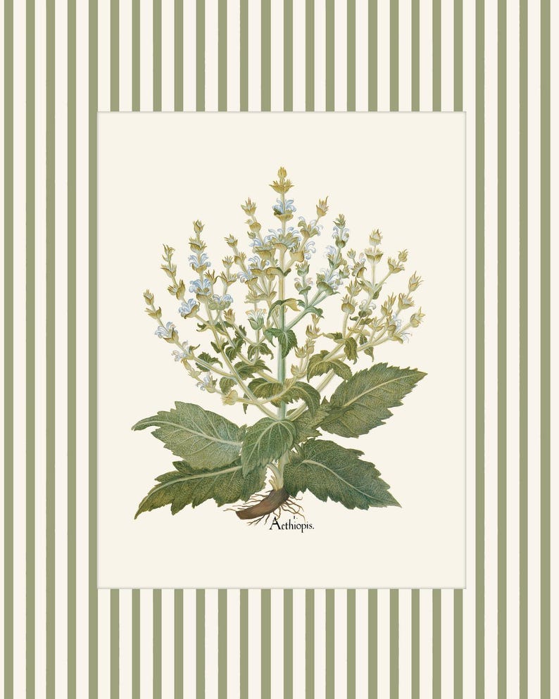Op de afbeelding: Een botanische illustratie van een plant met witte bloemen en groene bladeren. De plant is gelabeld met "Aethiopis".