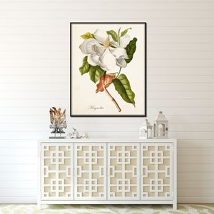 Magnolia Print No. 1, Botanical Print,Giclee, Art Print, Antique Botanical,Print, Poster, Wall Art, Vintage Botanical, Illustration, Collage image 4