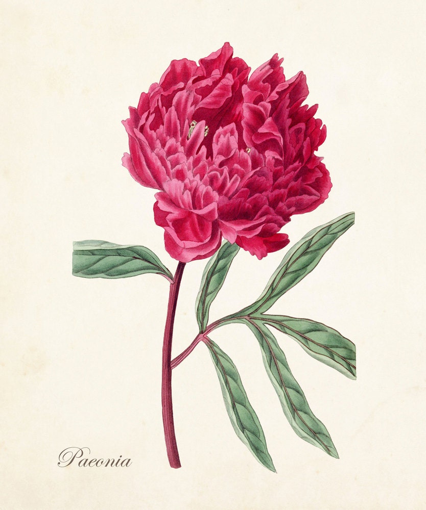 Vintage Peony No. 16 Botanical Print Giclee Art Print Peony Etsy