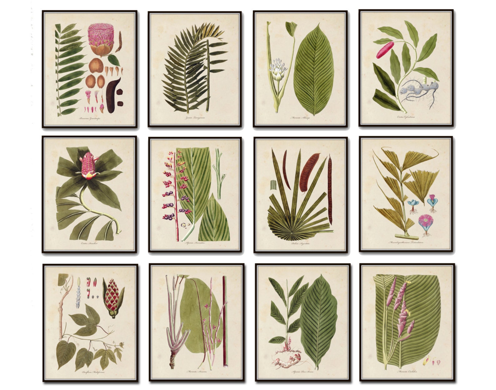 Botanical Print Set No. 15 Giclee Wall Art Art Print Etsy