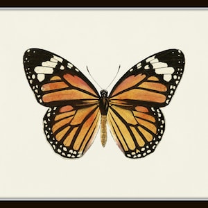 Puede incluir: Una ilustraci&oacute;n vintage de una mariposa monarca con alas de color naranja, negro y blanco. La mariposa se representa sobre un fondo blanco.