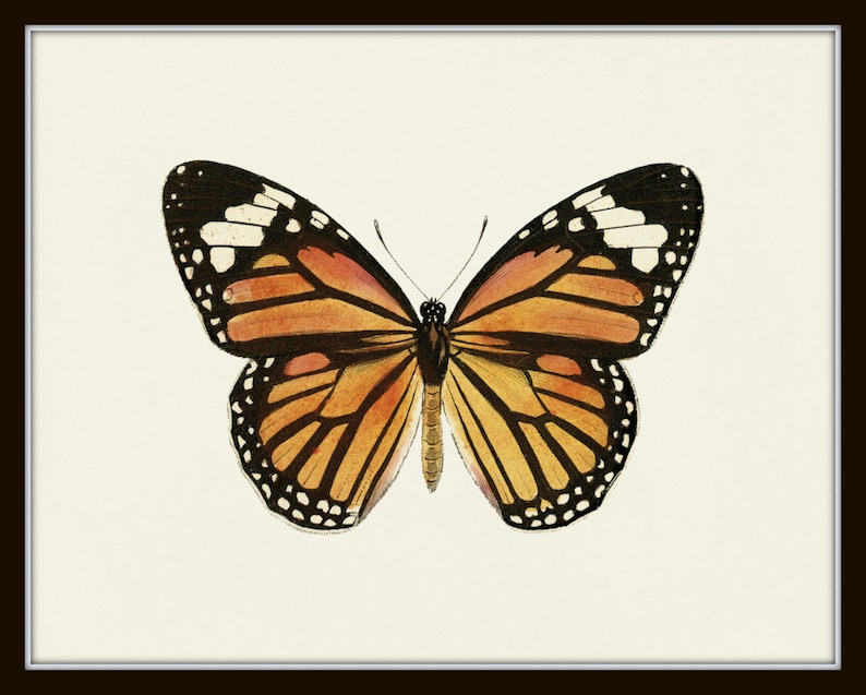 Puede incluir: Una ilustraci&oacute;n vintage de una mariposa monarca con alas de color naranja, negro y blanco. La mariposa se representa sobre un fondo blanco.
