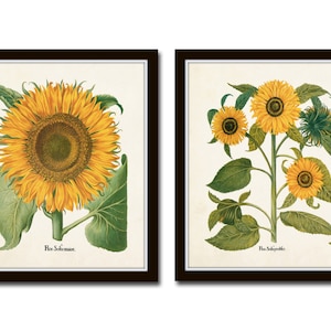 Antique Sunflower Print Set No. 4, Botanical Print, Botanical, Wall Art, Sunflower,Vintage Botanical, Besler, Sunflower Prints, Giclee