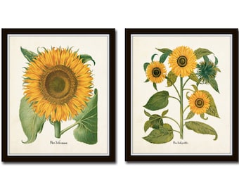 Antique Sunflower Print Set No. 4, Botanical Print, Botanical, Wall Art, Sunflower,Vintage Botanical, Besler, Sunflower Prints, Giclee