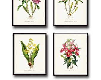 Wedding gift Orchid plants Floral Wall Art Antique Orchid Prints set of three Tropical Flowers Botanical Floral illustrations