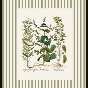 Op de afbeelding: Een vintage botanische illustratie van drie kruiden: 'Polegium aquaticum striatum', 'Mentha Cripa' en 'Urtica Romana'. De illustratie is in een wit kader met groene en witte strepen.