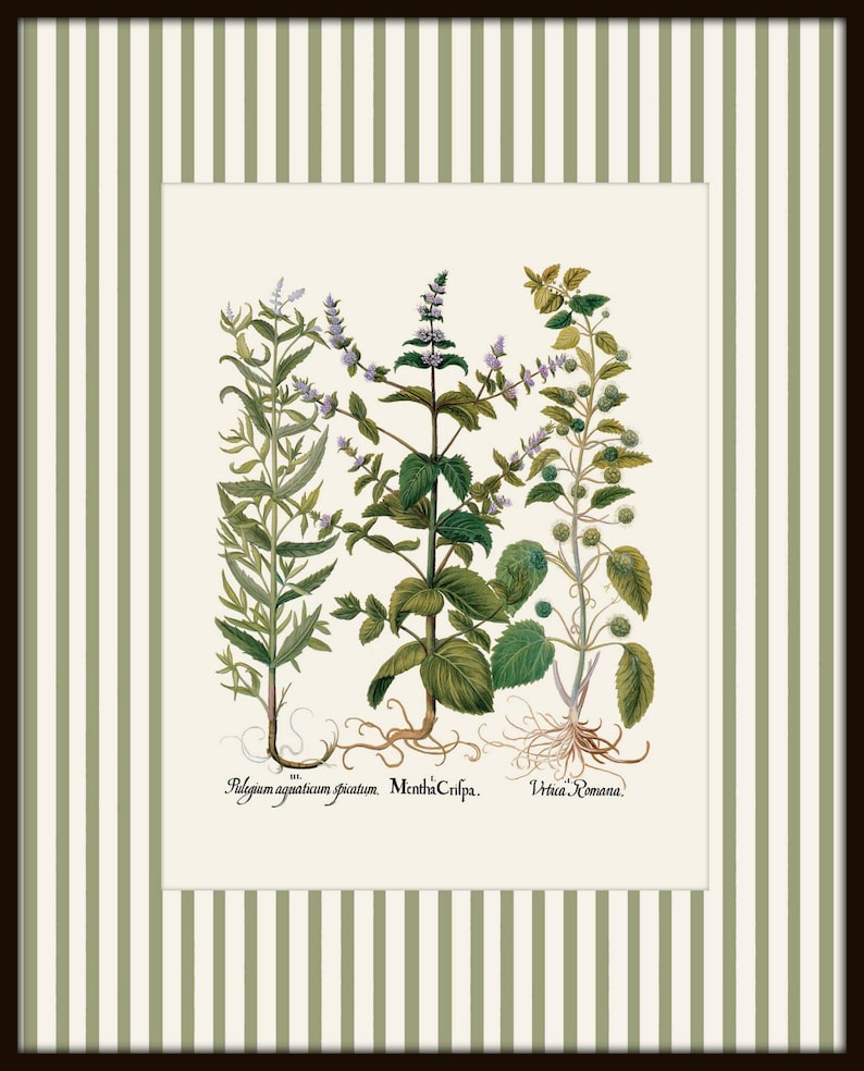 Op de afbeelding: Een vintage botanische illustratie van drie kruiden: 'Polegium aquaticum striatum', 'Mentha Cripa' en 'Urtica Romana'. De illustratie is in een wit kader met groene en witte strepen.