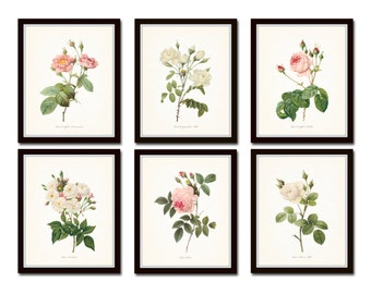 Redoute Roses Print Set No. 5, Botanical Print, Giclee, Art Print,Gallery Wall Art, Flower Prints, Rose Prints, Illustration, Print, Posters