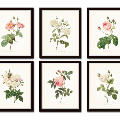 Vintage Bird and Botanical Print Set No.2 Giclee Art Prints Etsy