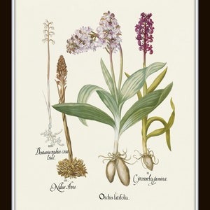 May include: Botanical illustration of various orchids, featuring detailed drawings of the plants with their roots, stems, leaves, and flowers. The artwork includes Latin names and is set against a cream-colored background.