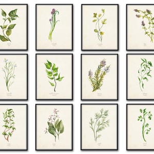 Watercolor Herbs Print Set No.5 Herb Prints Botanical - Etsy