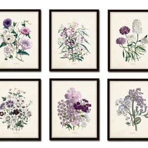 Les Fleurs Print Set No. 7, Botanical Prints, Giclee, Art Print, Antique Botanical Prints, Flower Prints, Botanical Print Set, Illustration image 1