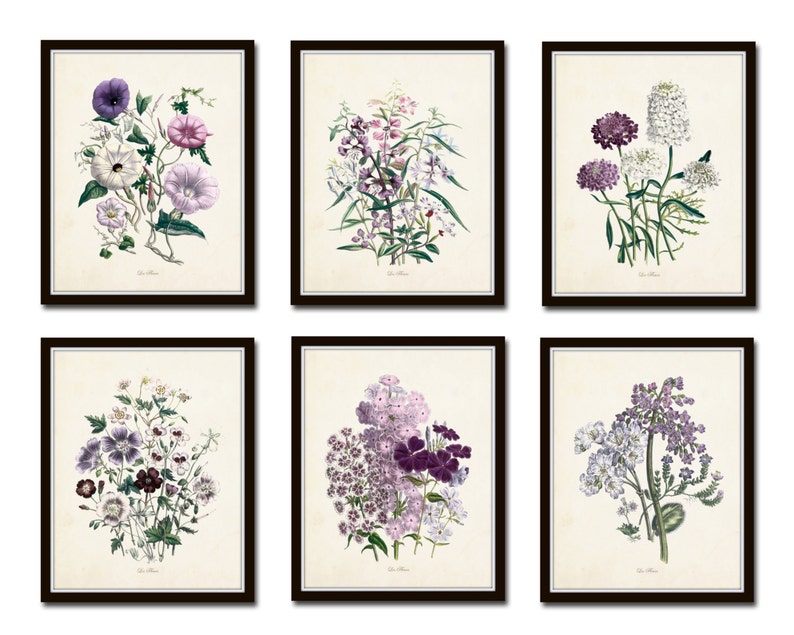 Les Fleurs Print Set No. 7, Botanical Prints, Giclee, Art Print, Antique Botanical Prints, Flower Prints, Botanical Print Set, Illustration image 1