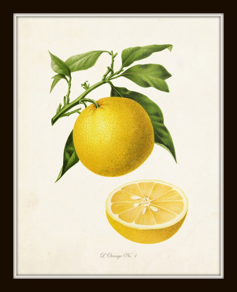 Antique French Oranges Print Set No. 2 Botanical Prints - Etsy