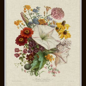 French Botanical Collage Print Set No. 6, Vintage Botanical Prints ...