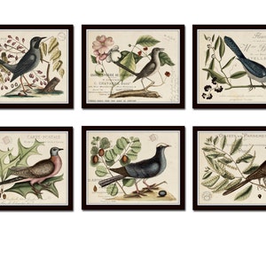 Vintage Bird and Botanical Print Set No.6 Giclee Art Prints | Etsy