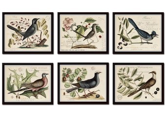 Vintage Bird and Botanical Print Set No.6, Giclee, Art Prints, Antique Botanical Prints, Wall Art, Bird Prints, Mark Catesby