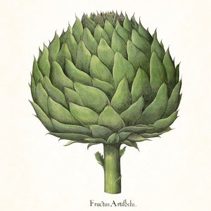 Antique Artichoke Print No.2,  Botanical Print, Giclee, Home Decor, Wall Art, Antique Botanical, Vegetable Print, Kitchen Art