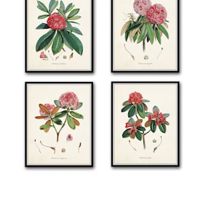 Rhododendron Print Set No. 2, Botanical Prints, Giclee, Art Print, Home Decor, Wall Art, Antique Botanical Prints, Flower Art, Red Flowers