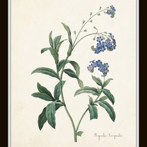 Botanical Print Set, Redoute Botanical Prints, Art Prints, Giclee, Blue Botanical Prints, Gallery Wall Art, Wall Art, Blue Flower Prints image 4