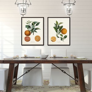 Vintage Citrus Orange Botanical Print Set, Citrus Prints, Vintage Fruit Prints, Kitchen Wall Decor, Kitchen Wall Art Bild 5