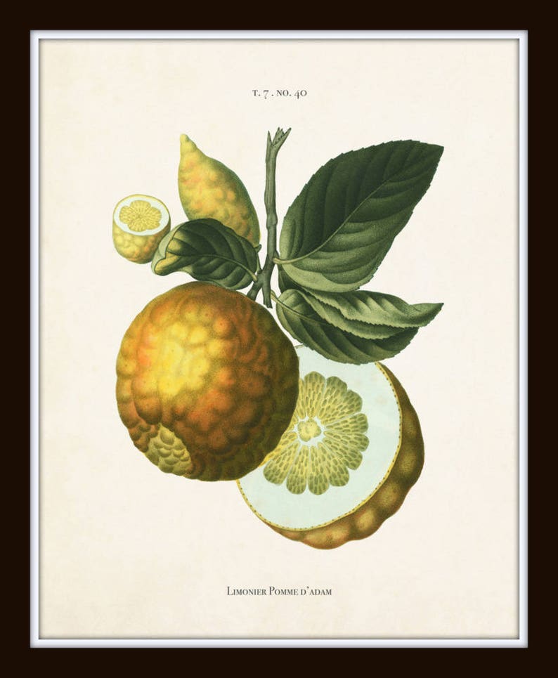 French Citrus Prints No. 1 Botanical Prints Botanical Print Etsy