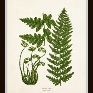 Vintage Ferns Print Set No. 26, Giclee, Botanical Art, Botanical Print Set, Vintage Fern Prints, Wall Decor Living Room, Wall Art image 9