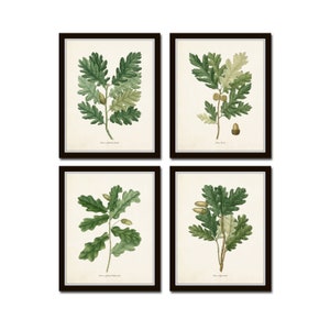 French Oak Leaf Set, Botanical Prints,Botanical Print Set, Giclee, Kitchen Art, French Decor,Farmhouse Decor, Leaf Prints, Botanical Art