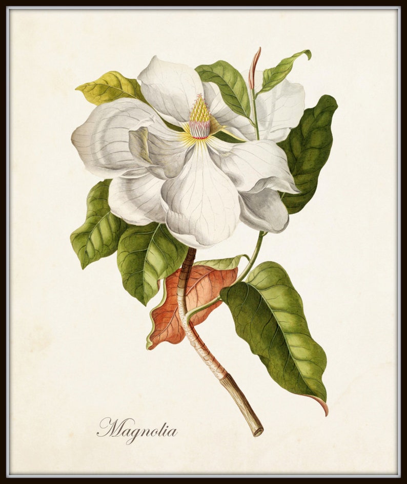 Magnolia Print No. 1, Botanical Print,Giclee, Art Print, Antique Botanical,Print, Poster, Wall Art, Vintage Botanical, Illustration, Collage image 2