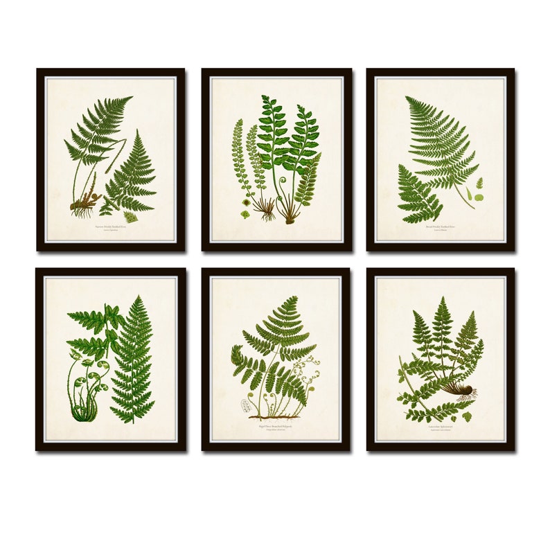 Vintage Ferns Print Set No. 26, Giclee, Botanical Art, Botanical Print Set, Vintage Fern Prints, Wall Decor Living Room, Wall Art image 1