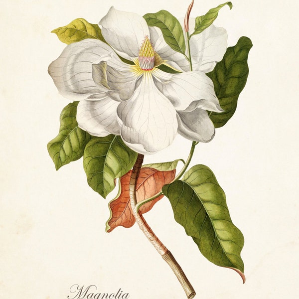 Magnolia Print No. 1, Botanical Print,Giclee, Art Print, Antique Botanical,Print, Poster, Wall Art, Vintage Botanical, Illustration, Collage