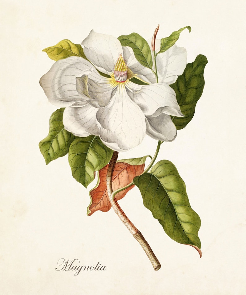 Magnolia Print No. 1, Botanical Print,Giclee, Art Print, Antique Botanical,Print, Poster, Wall Art, Vintage Botanical, Illustration, Collage image 1