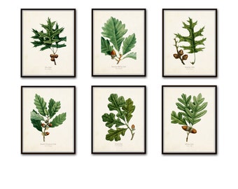 Oak Leaf Botanical Print Set No. 3, Botanical Prints, Antique Botanical, Vintage Botanical, Prints, Oak Leaf, Giclee, Illustration, Print