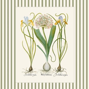 May include: A vintage botanical illustration of three plants with bulbs. The central plant has a large, round, pink and white flower with green leaves. The plants on either side have yellow and blue flowers. The text below the plants reads "Iris bulbosa mixta. Moly latifolium. Iris bulbosa variegata."