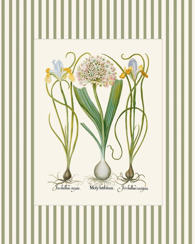 May include: A vintage botanical illustration of three plants with bulbs. The central plant has a large, round, pink and white flower with green leaves. The plants on either side have yellow and blue flowers. The text below the plants reads "Iris bulbosa mixta. Moly latifolium. Iris bulbosa variegata."