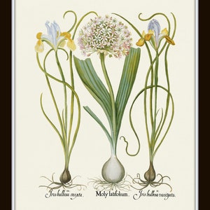 May include: A vintage botanical illustration featuring three plants: a white and pink flowering onion, a yellow and blue iris, and a yellow and blue iris. The plants are labeled "Iris bulbosa mixta", "Moly latifolium", and "Iris bulbosa variegata".