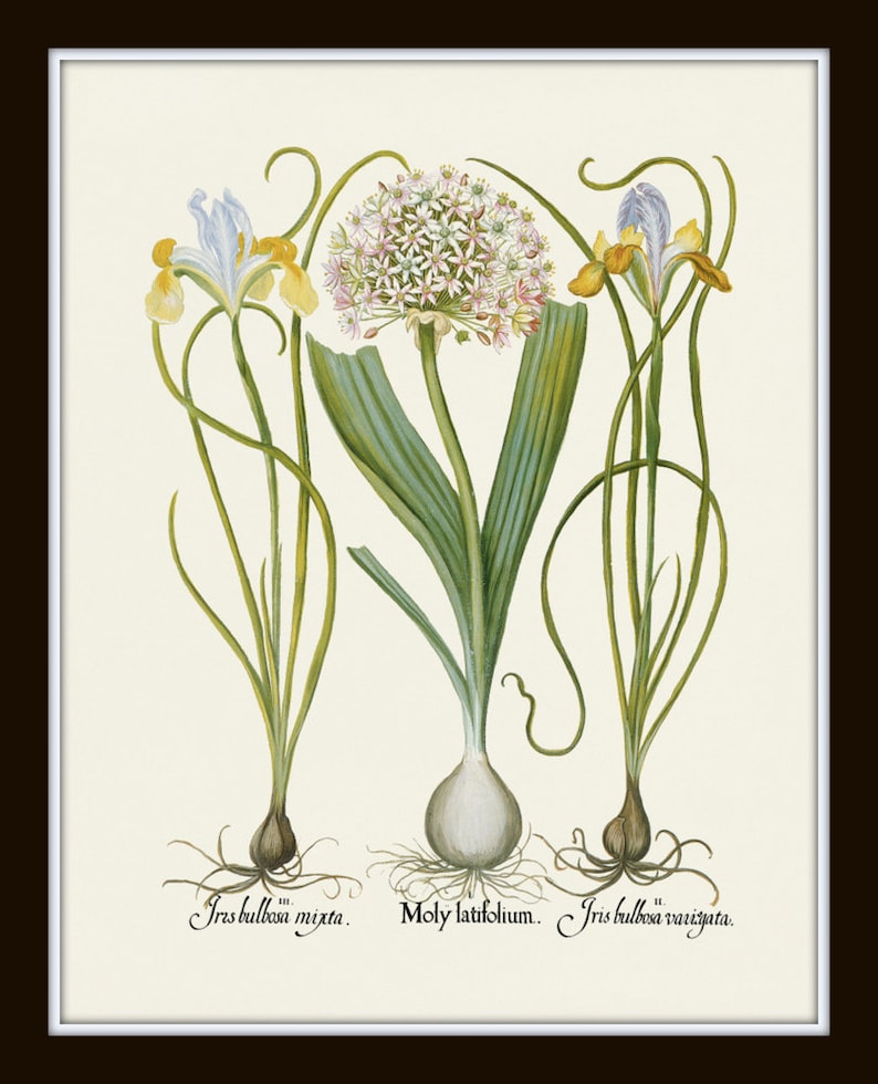 May include: A vintage botanical illustration featuring three plants: a white and pink flowering onion, a yellow and blue iris, and a yellow and blue iris. The plants are labeled "Iris bulbosa mixta", "Moly latifolium", and "Iris bulbosa variegata".