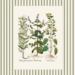 Op de afbeelding: Een vintage botanische illustratie van drie verschillende soorten kruiden: Polegium aquaticum spicatum, Mentha Cripa en Verbena Romana. De illustratie is in een wit kader tegen een groen-wit gestreepte achtergrond.