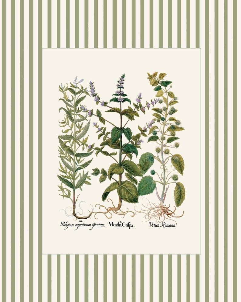 Op de afbeelding: Een vintage botanische illustratie van drie verschillende soorten kruiden: Polegium aquaticum spicatum, Mentha Cripa en Verbena Romana. De illustratie is in een wit kader tegen een groen-wit gestreepte achtergrond.