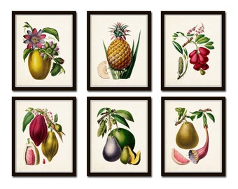 French Fruit Print Set No. 6, Giclee, Wall Art, Botanical Art, Print Sets, Vintage Botanical, Tropical Fruit Print, Fruit Print, Kitchen Art