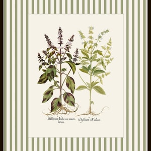 Op de afbeelding: Een vintage botanische illustratie van twee soorten basilicum. De afbeelding toont een close-up van de planten, met hun bladeren en bloemen in detail. De tekst onder de planten luidt "Basillicum Indicum maculatum" en "Basillicum Medium."
