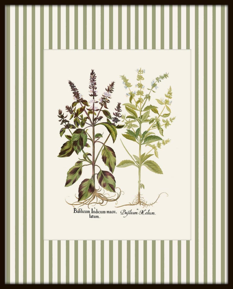Op de afbeelding: Een vintage botanische illustratie van twee soorten basilicum. De afbeelding toont een close-up van de planten, met hun bladeren en bloemen in detail. De tekst onder de planten luidt "Basillicum Indicum maculatum" en "Basillicum Medium."