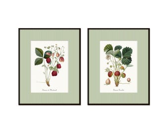 Green Striped French Stawberry Prints, Vintage Fruit Prints, Kitchen Art, English Farmhouse Art, French Kitchen Art, Kitchen Decor, Wall Art