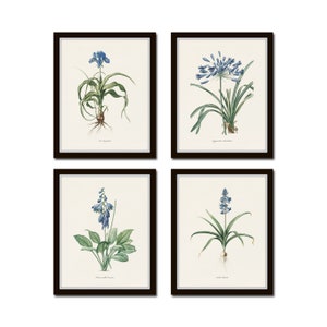 Blue Botanical Print Set No. 27, Redoute Botanical Prints, Blue Flower Prints, Wall Decor, Botanical Print Set