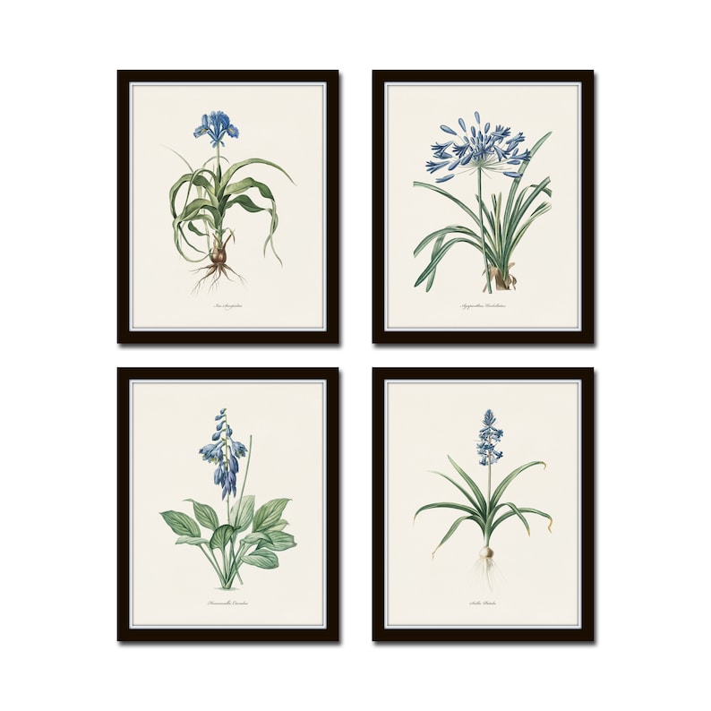 Blue Botanical Print Set No. 27, Redoute Botanical Prints, Blue Flower Prints, Wall Decor, Botanical Print Set image 1